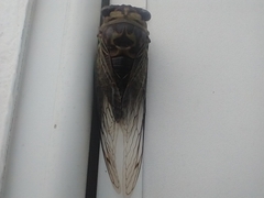 Megatibicen pronotalis