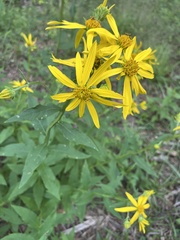 Verbesina helianthoides