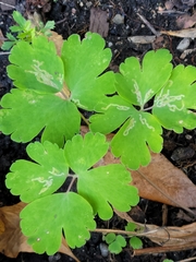 Phytomyza minuscula group