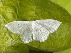 Scopula inductata