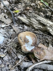 Agaricomycetidae