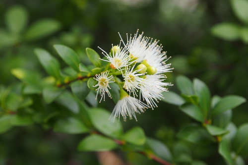 Syzygium buxifolium Hook. & Arn.