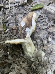 Agaricomycetidae