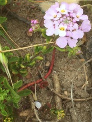 Iberis