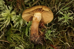 Cortinarius venetus