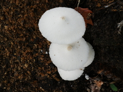 Leucocoprinus cepistipes