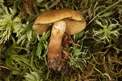 Cortinarius venetus