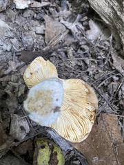 Agaricomycetidae