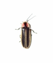 Photinus