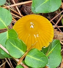 Gliophorus psittacinus