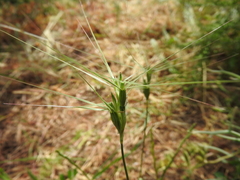 Aegilops geniculata