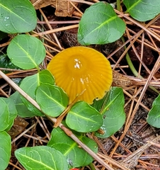 Gliophorus psittacinus