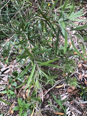 Melaleuca viminalis