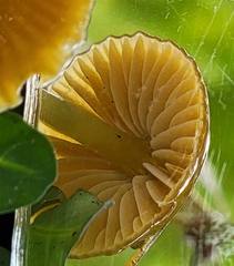 Gliophorus psittacinus