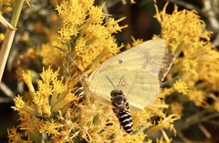 Colias philodice