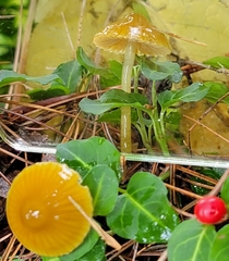 Gliophorus psittacinus