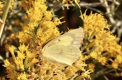 Colias philodice