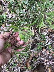 Melaleuca viminalis