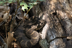 Crotalus cerberus