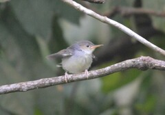 Orthotomus ruficeps