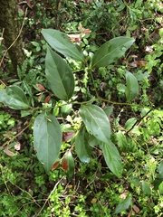 Cryptocarya triplinervis