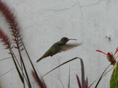 Hylocharis chrysura