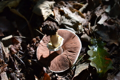 Agaricus