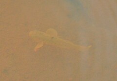 Stigmatogobius sadanundio