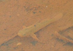 Stigmatogobius sadanundio