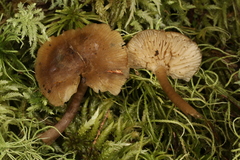 Clitocybe subditopoda