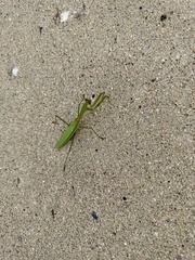 Tenodera sinensis