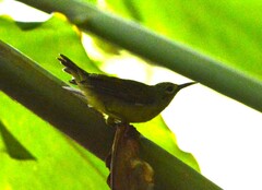 Anthreptes malacensis
