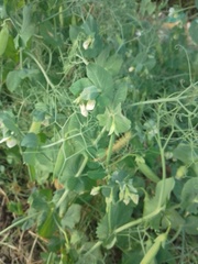 Pisum sativum sativum