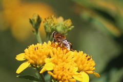 Palpada mexicana