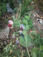 Pisum sativum sativum