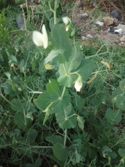 Pisum sativum sativum