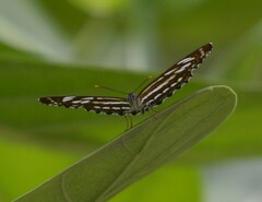 Limenitidinae
