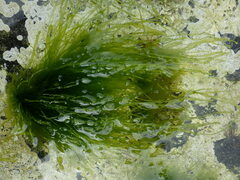 Ulva