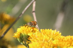 Palpada mexicana