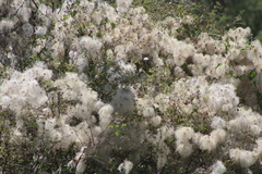 Clematis drummondii