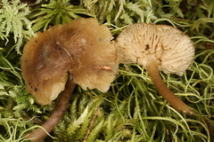 Clitocybe subditopoda