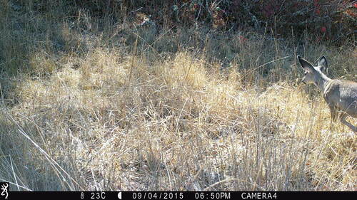 iNaturalist observation photo of Mule Deer