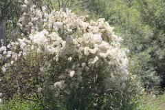 Clematis drummondii