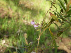 Thomasia petalocalyx