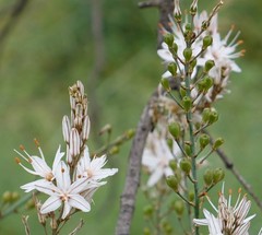 Asphodelus serotinus