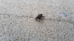Sphenophorus parvulus