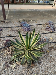Agave americana