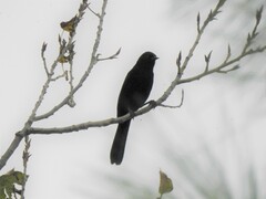 Icterus pyrrhopterus