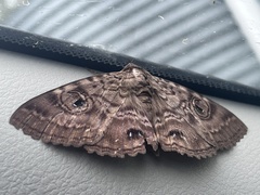 Speiredonia spectans