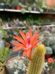 Trichocereeae